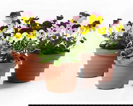 Newsletter 21st September – Spring Flower Service